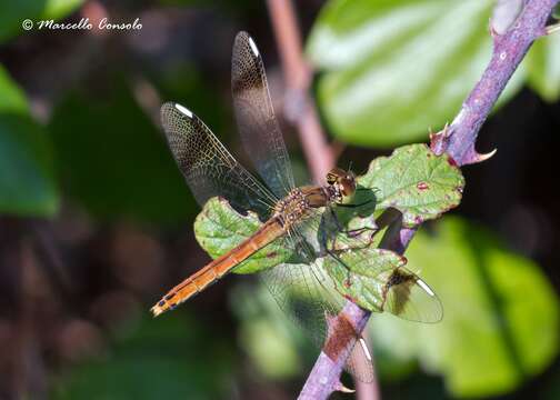 Image of Sympetrum Newman 1833