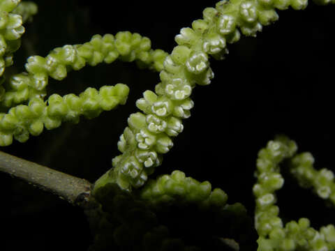 Image of Sorocea pubivena Hemsl.