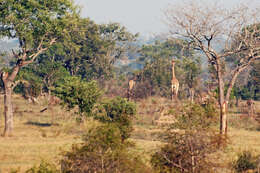 Plancia ëd Giraffa camelopardalis (Linnaeus 1758)