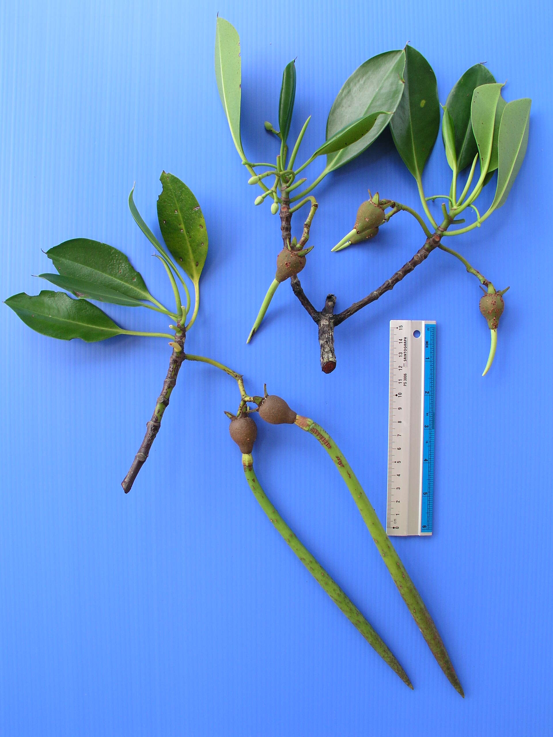 Image of Long-style stilt mangrove