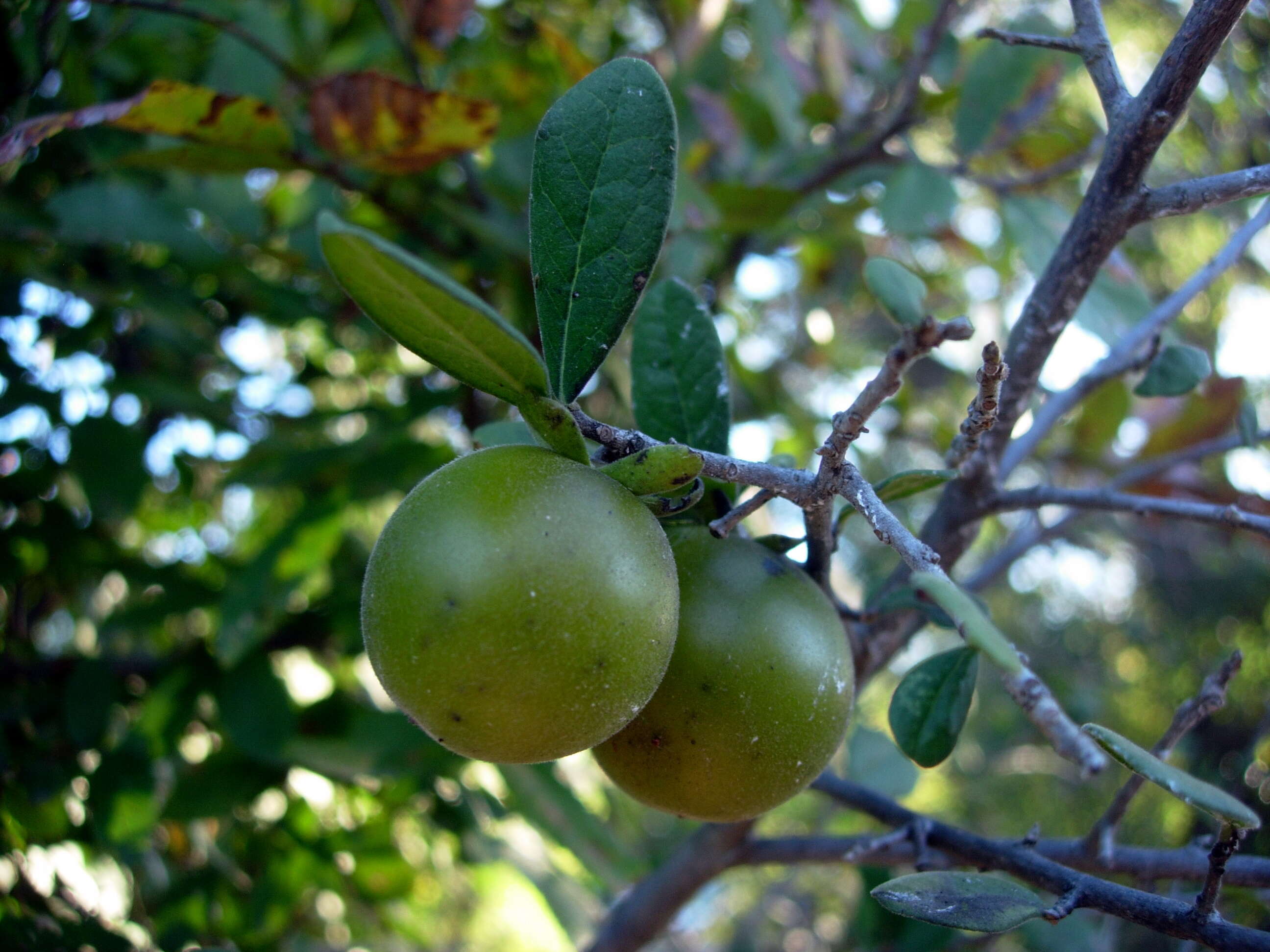 Sivun Diospyros texana Scheele kuva