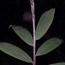 Image of creeping stalkgrass