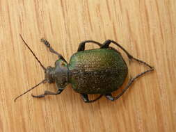 Imagem de Calosoma (Calosoma) schayeri Erichson 1842