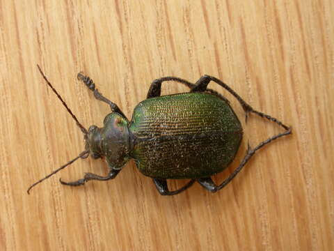 Image of Green Carab Beetle