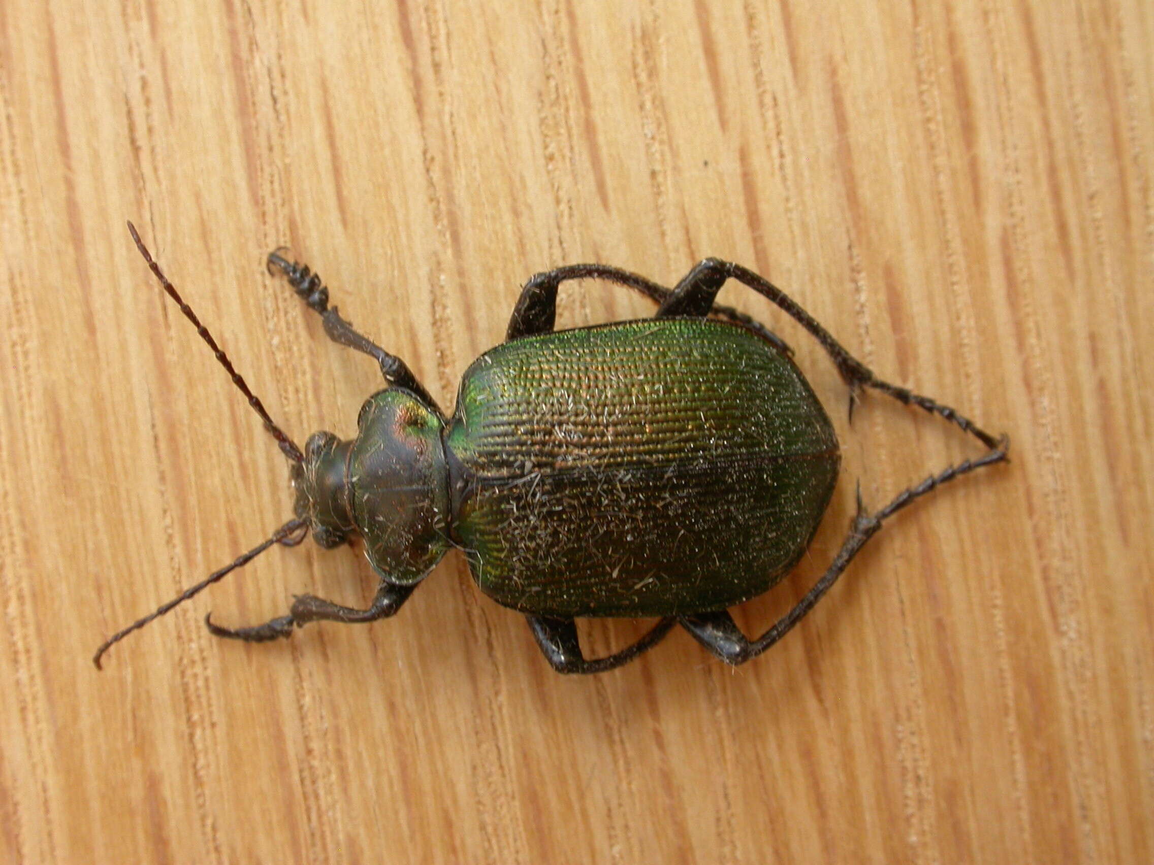 Imagem de Calosoma