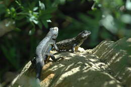 Image of Duges' Spiny Lizard