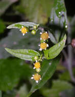 Image of Smooth peruvian daisy