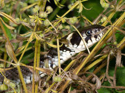 Image of Grass snakes