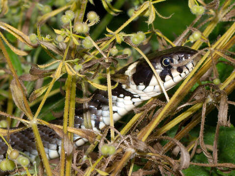 Image of Grass Snake