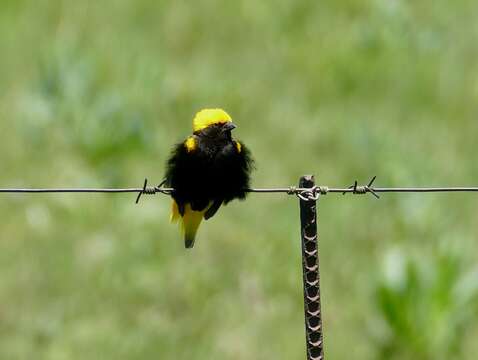 Image of Yellow-crowned Bishop