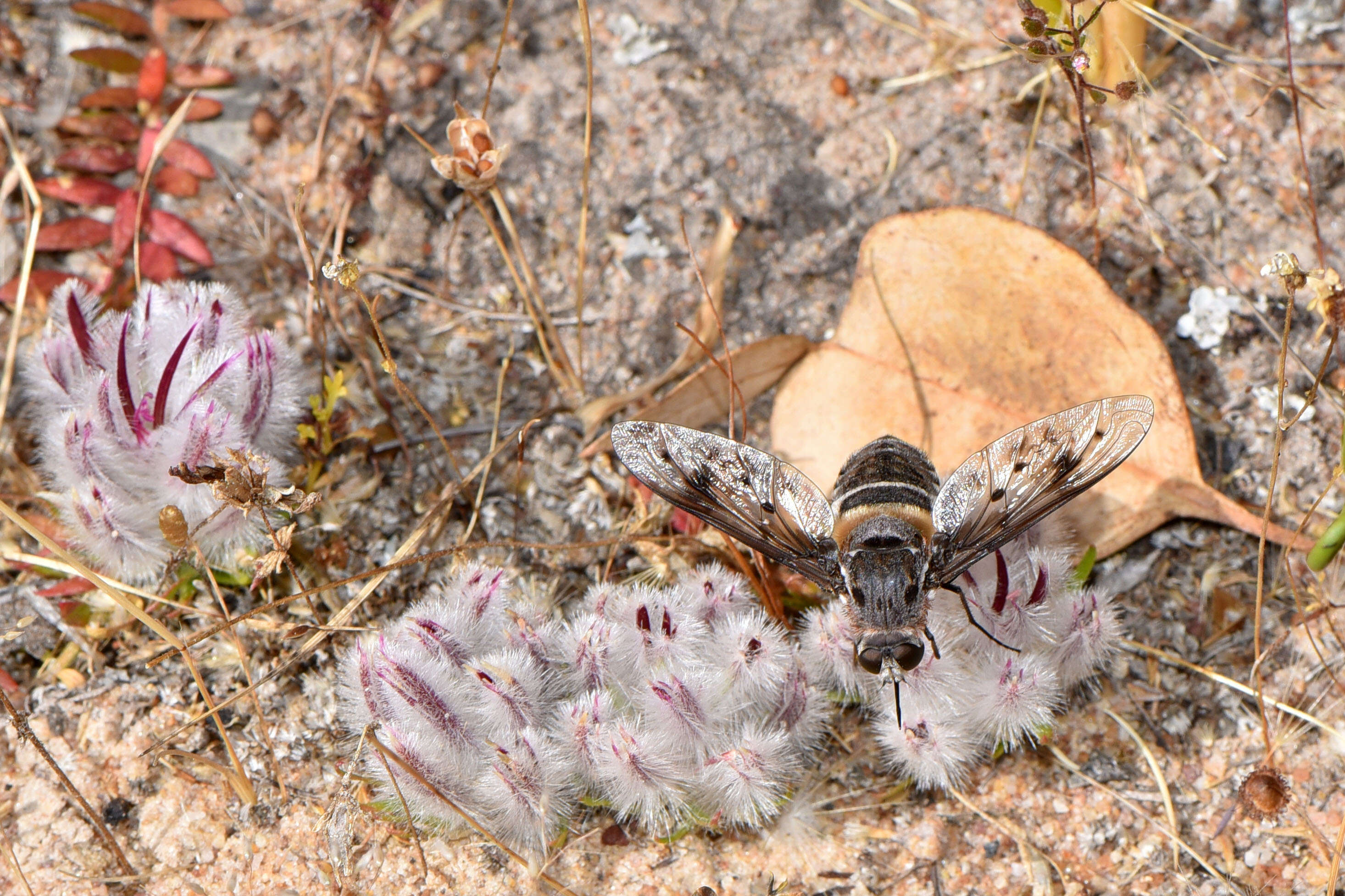 Image of Ptilotus declinatus Nees