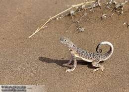 Image of Spotted Toadhead Agama; melanurus