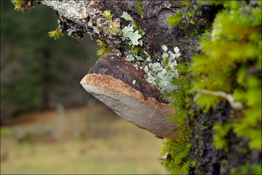 Image of Phellinus pomaceus (Pers.) Maire 1933