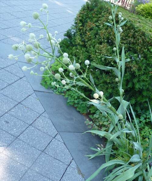 Eryngium yuccifolium Michx. resmi