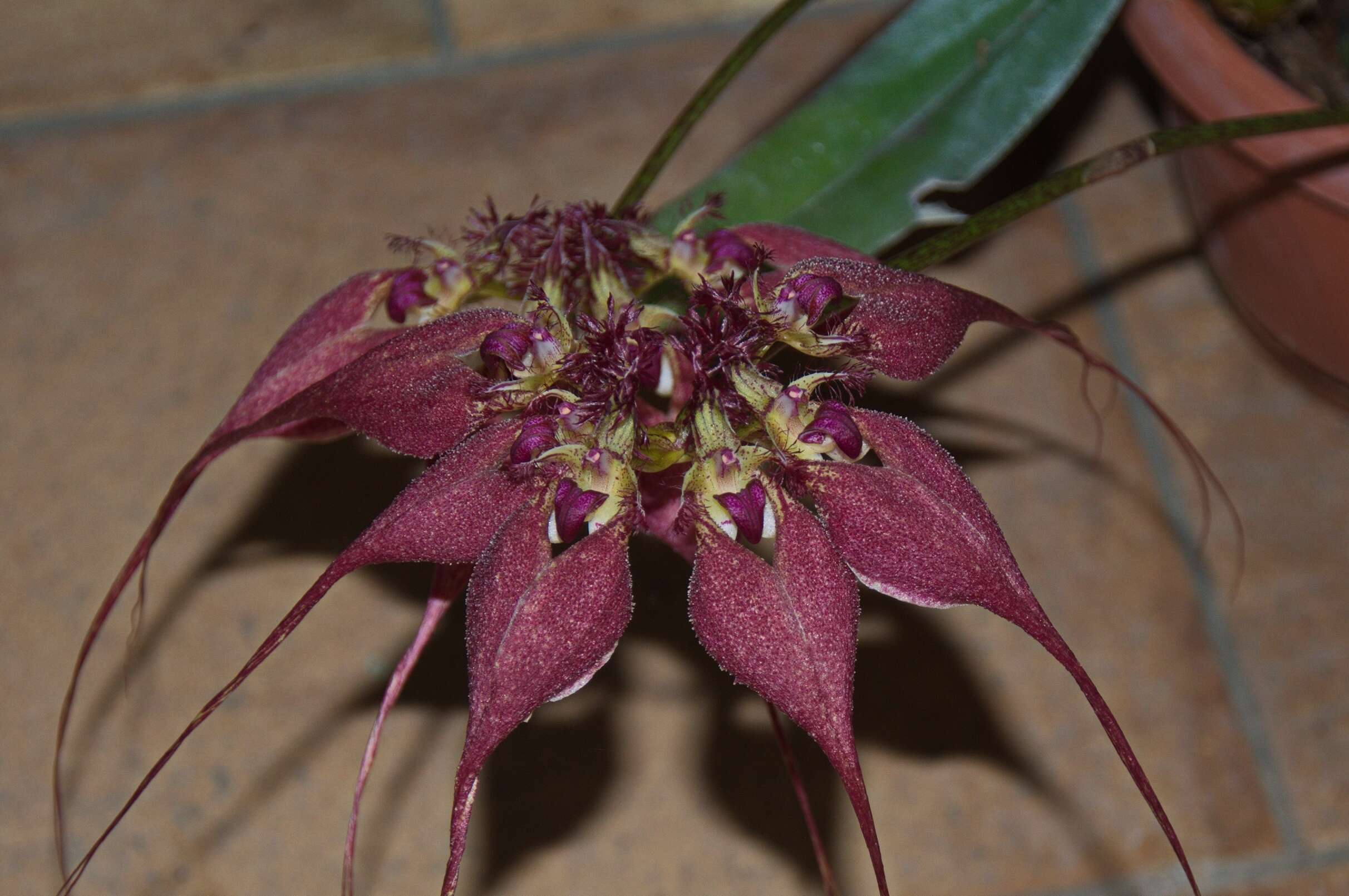 Image de Bulbophyllum rothschildianum (O'Brien) J. J. Sm.