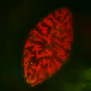 Image of Cymatopleura elliptica