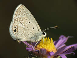 Image of Hemiargus