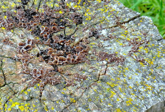 Image of Auricularia mesenterica (Dicks.) Pers. 1822