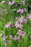 Image of Catchfly