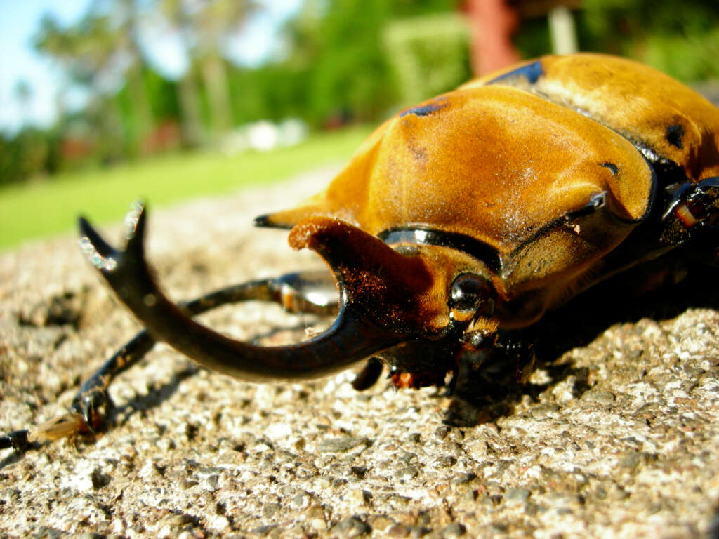 Image of Elephant Beetles