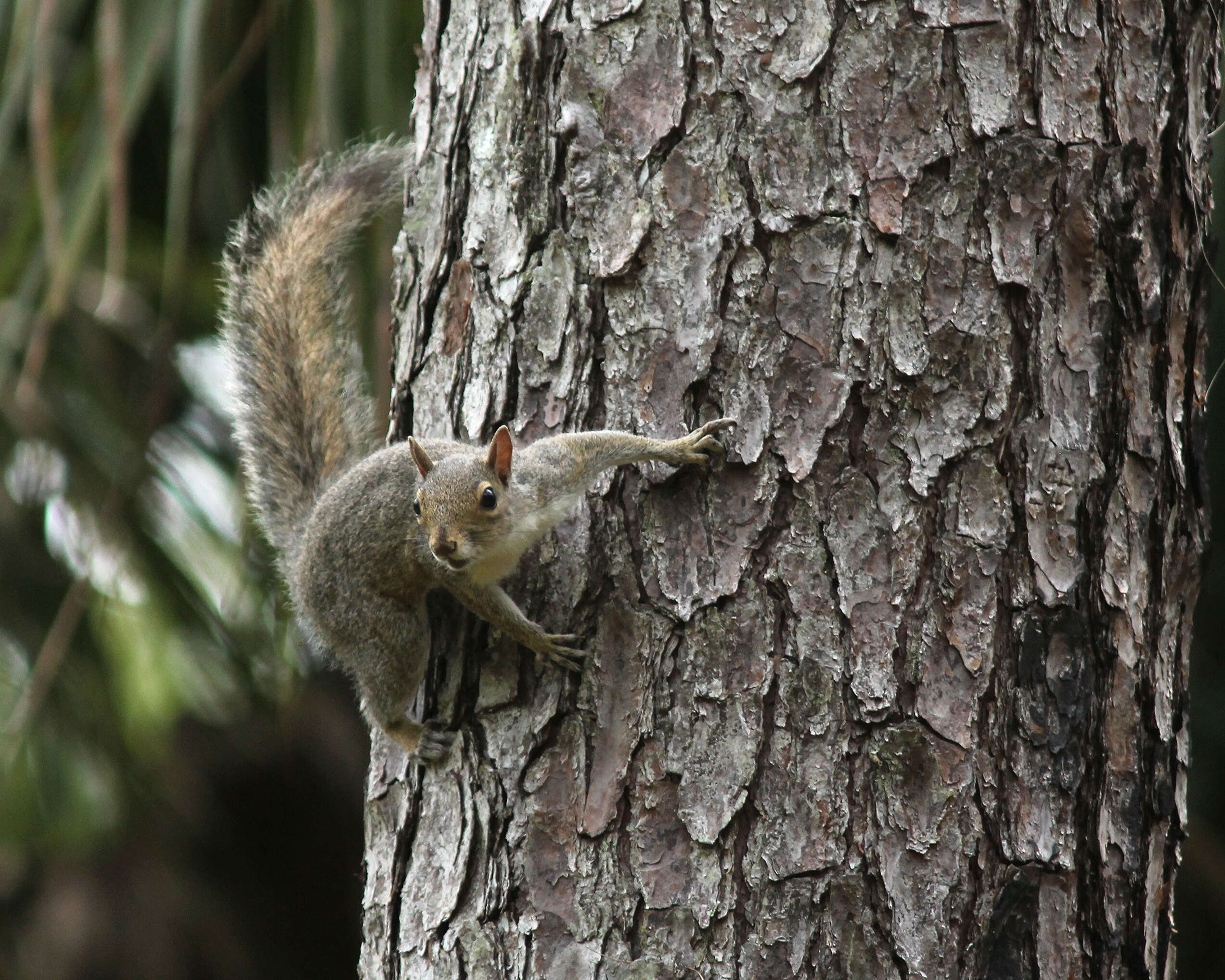 Image of Sciurus subgen. Sciurus Linnaeus 1758