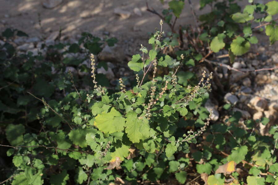 Image of Tucson bur ragweed