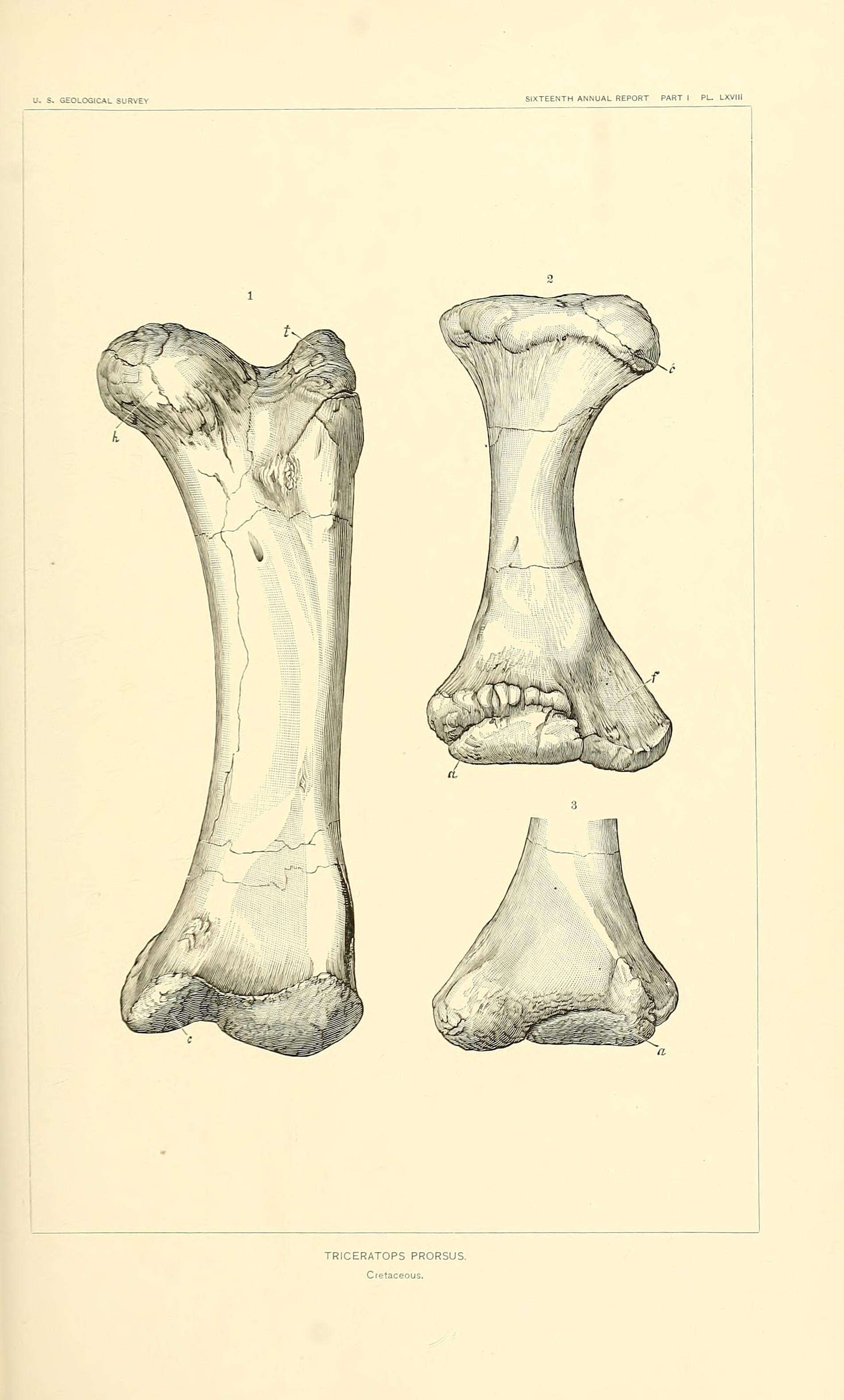 Image of Triceratops prorsus (Marsh 1890)