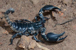 Image of burrowing scorpions