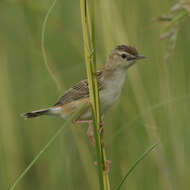 Image of Wing-snapping Cisticola