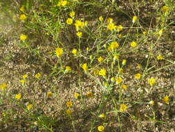 Sivun Xanthisma gracilis kuva