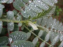 Image of Oahu riverhemp