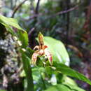 Imagem de Pseuderia micronesiaca Schltr.