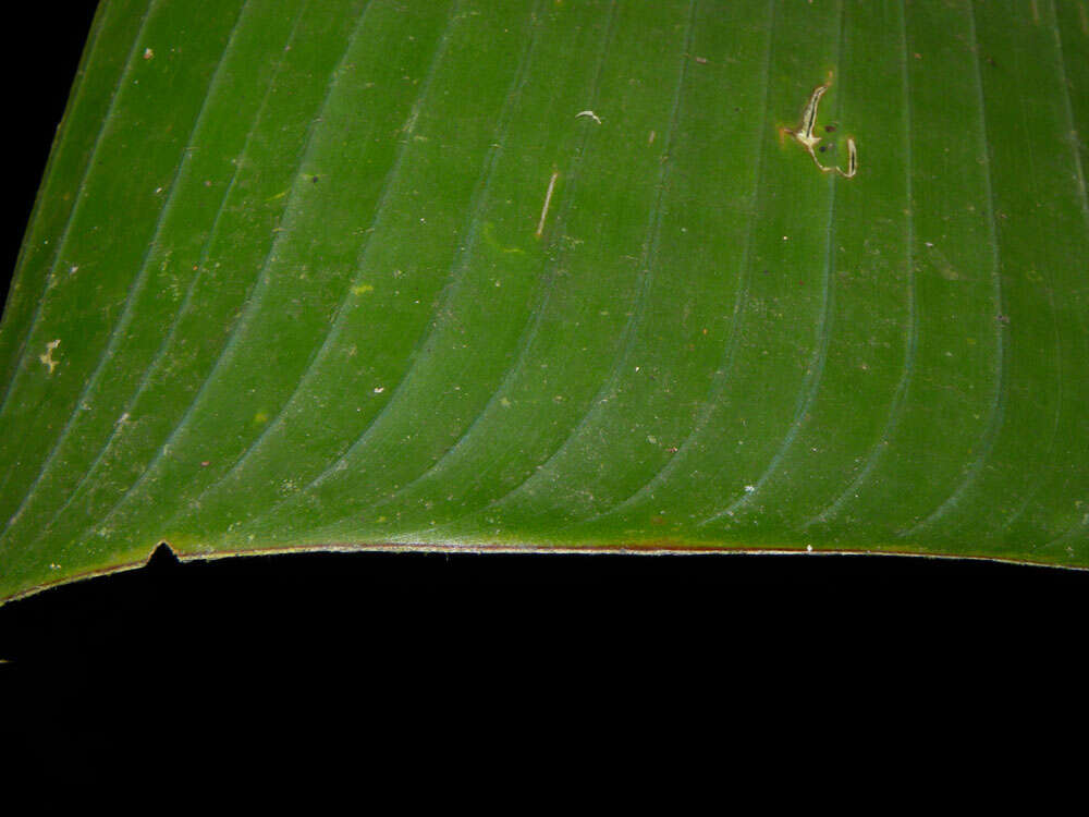 Image of Heliconia imbricata (Kuntze) Baker