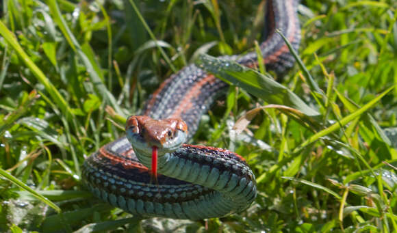 Image of San Francisco garter snake