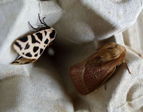 Image of grass eggar