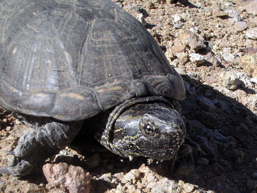 Image of mud turtles