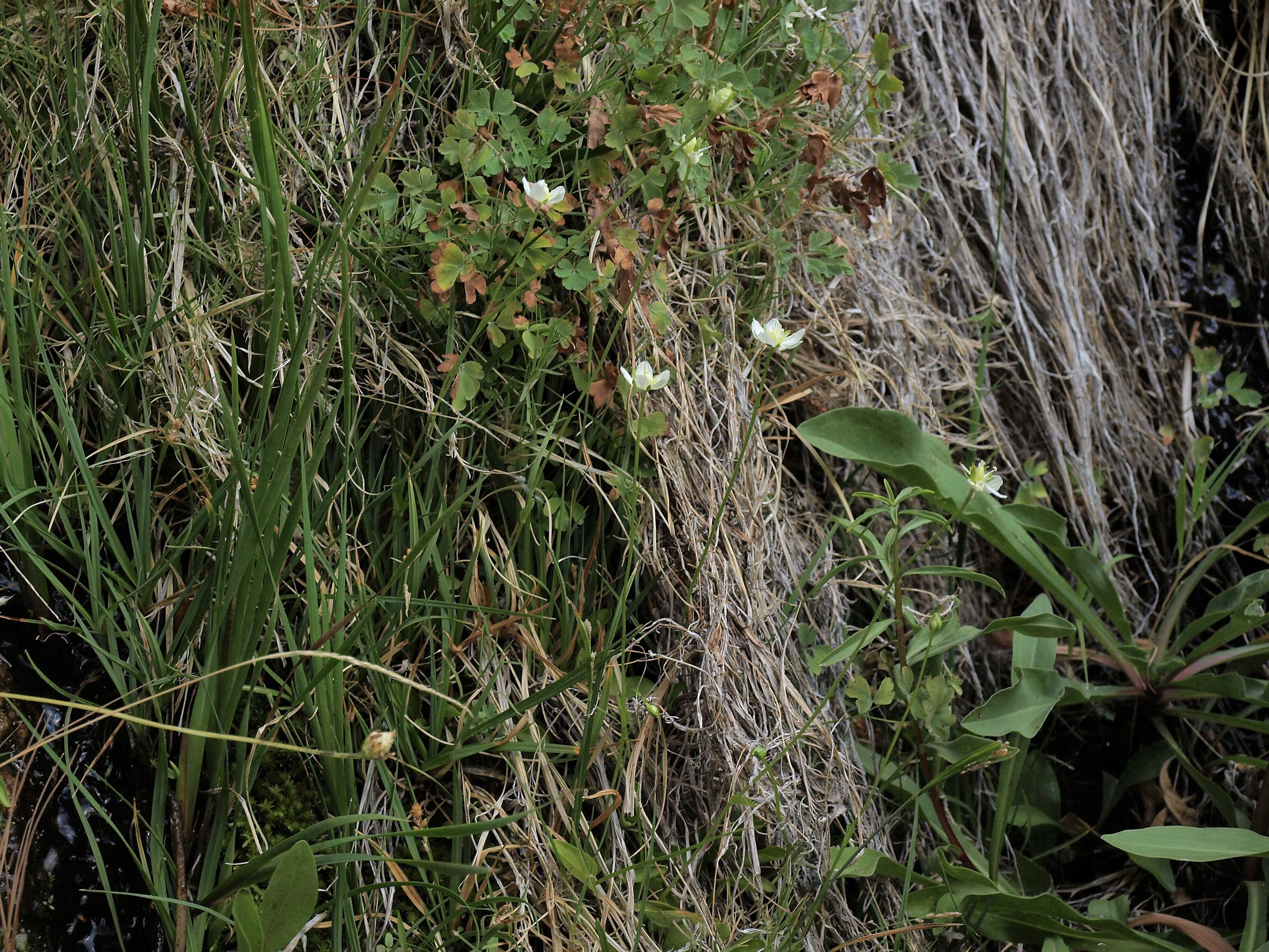 Image of Bog-stars