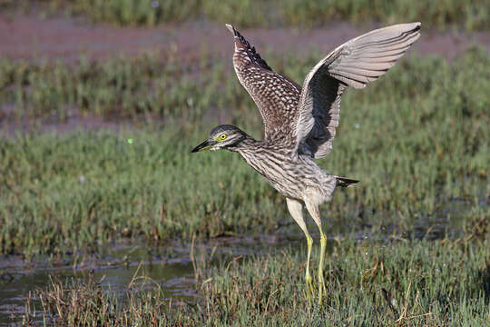 Image of Night Herons