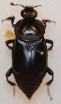 Image of Nicrophorus (Nicrophorus) concolor (Kraatz 1877)