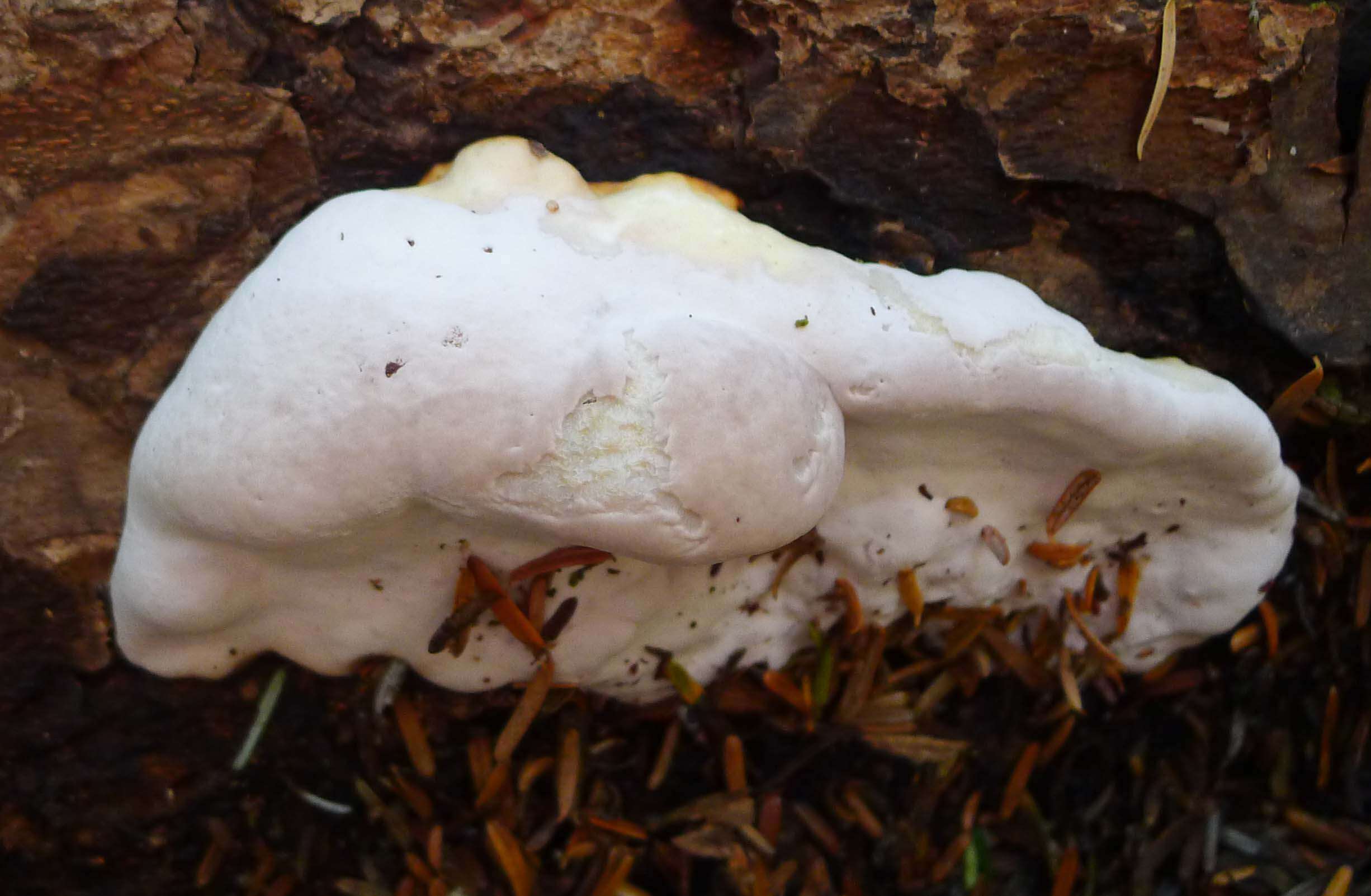 Image of Fomitopsis