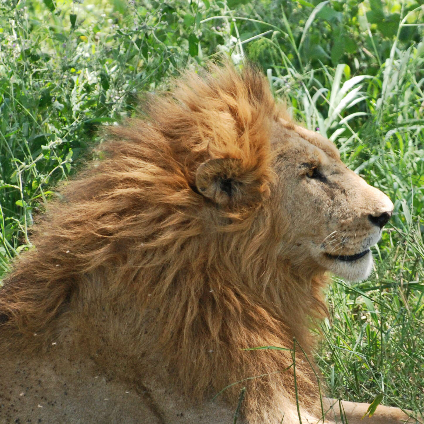 Image of big cats