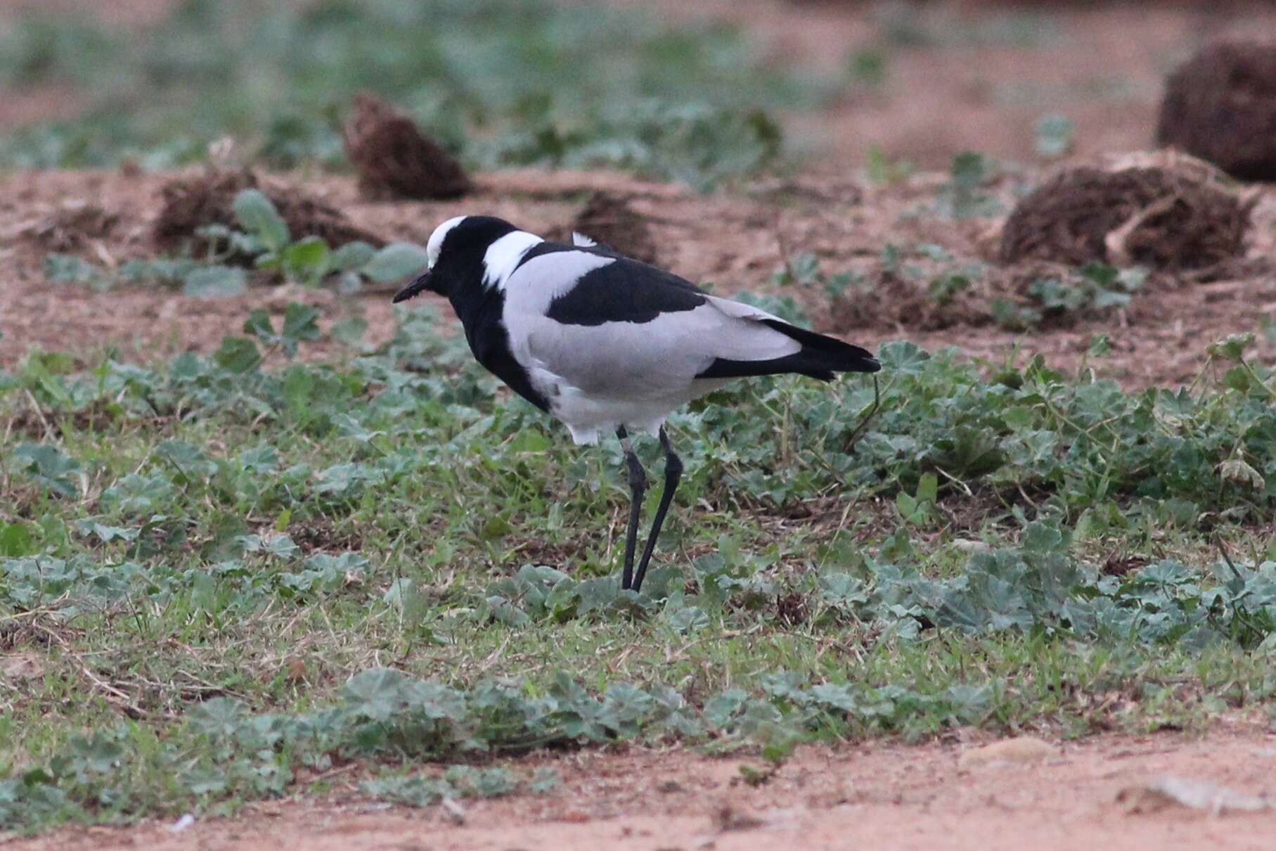 Image of Lapwing