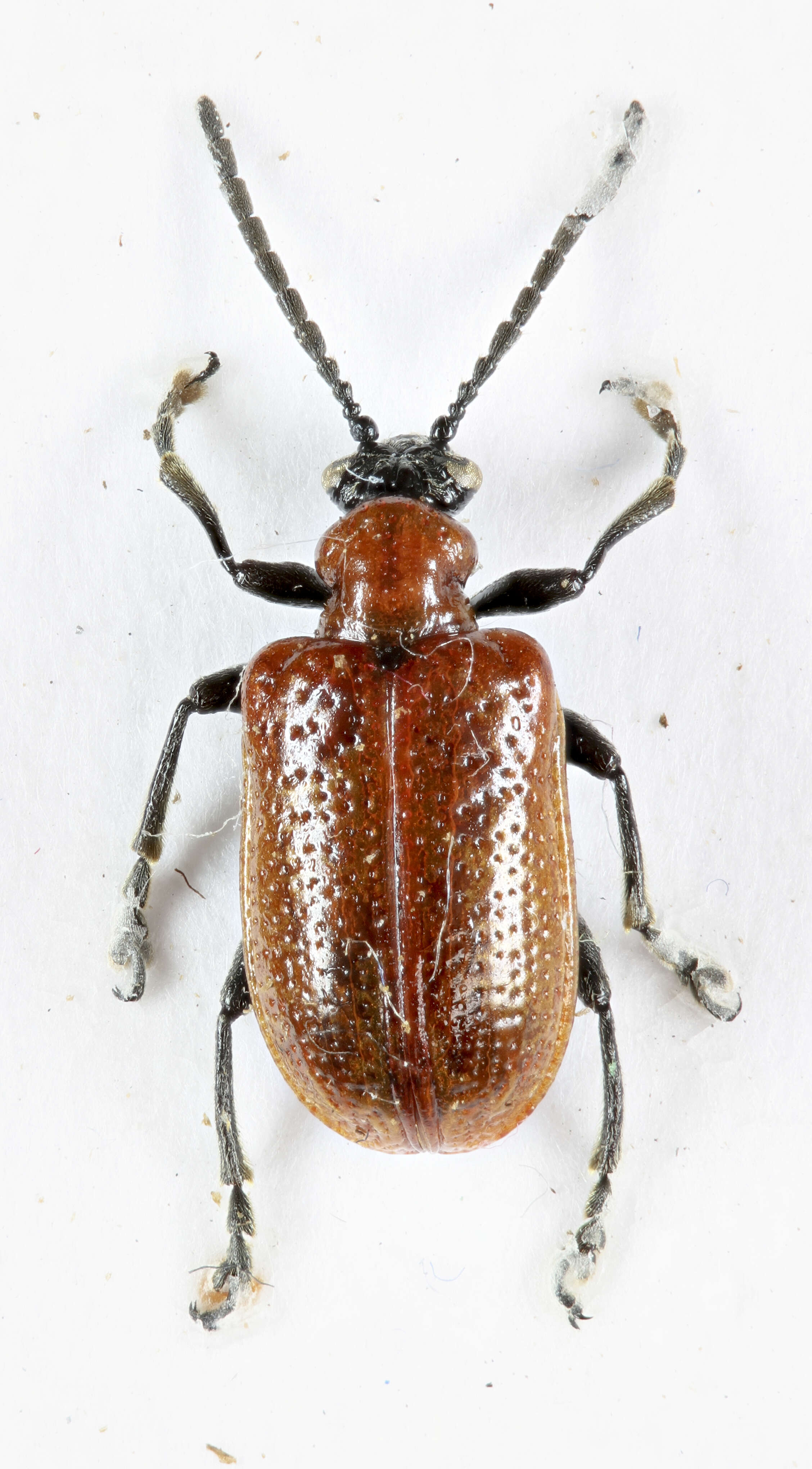 Image of Lilioceris