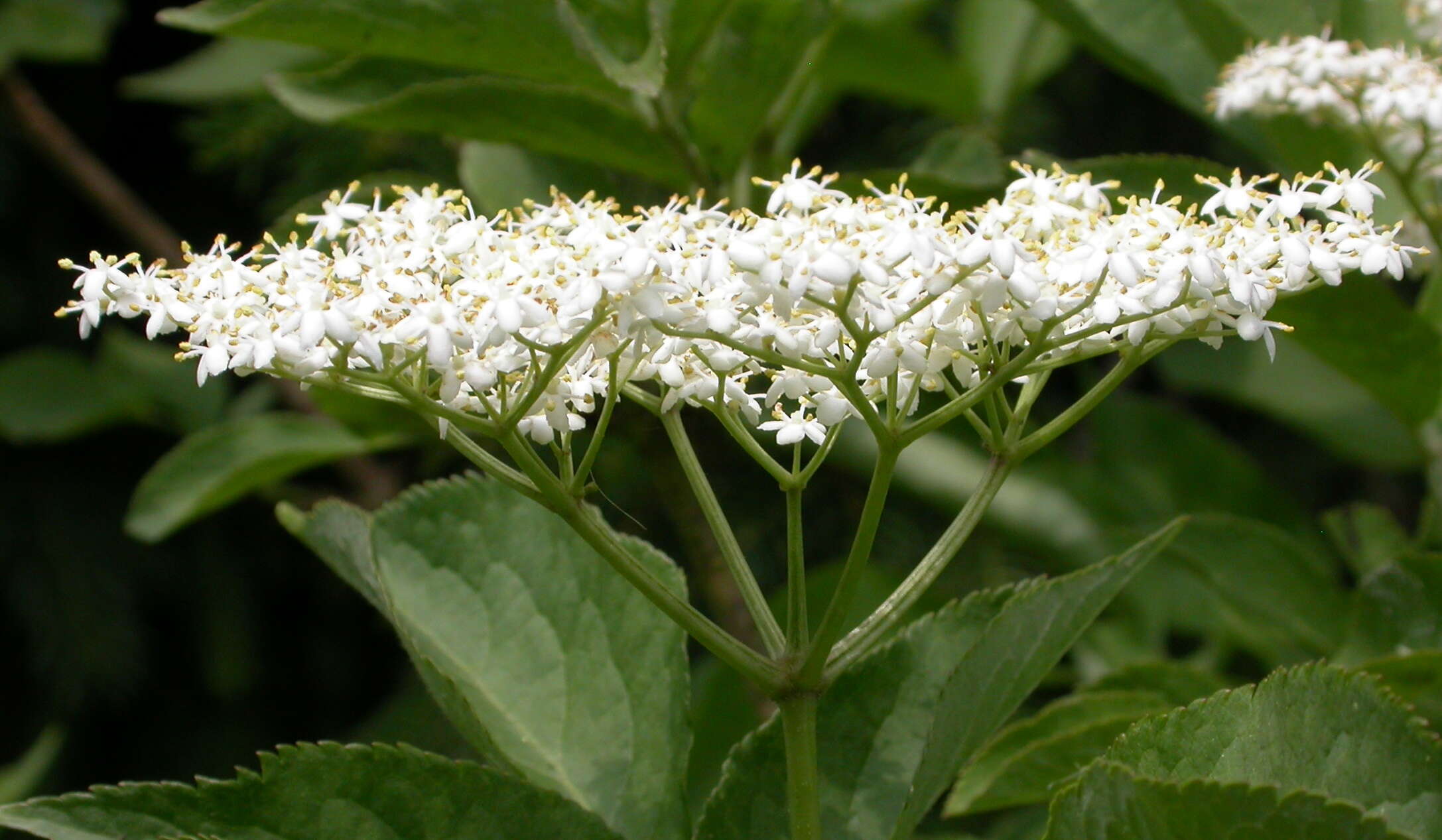 Imagem de Sambucus nigra L.