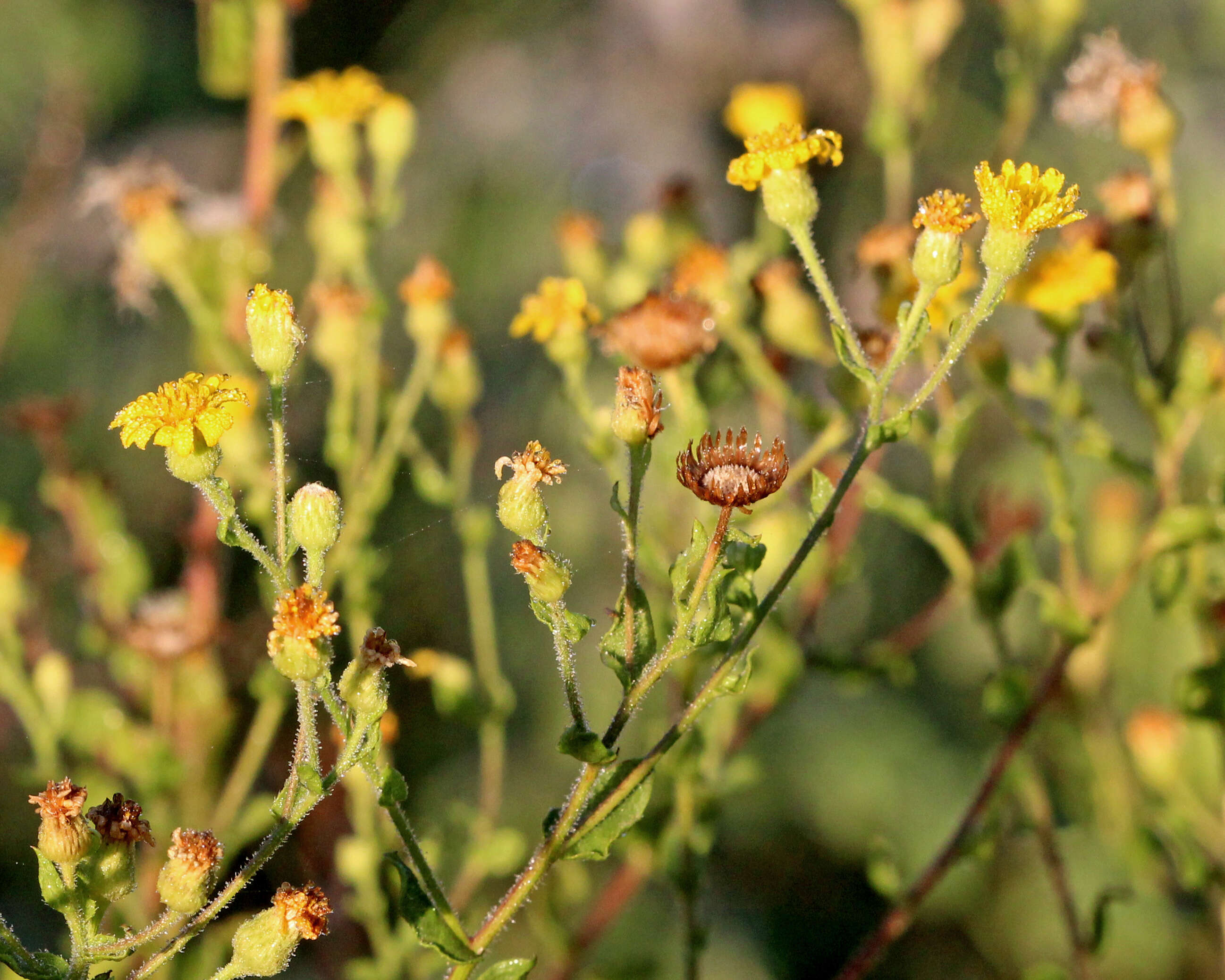 Image of false goldenaster