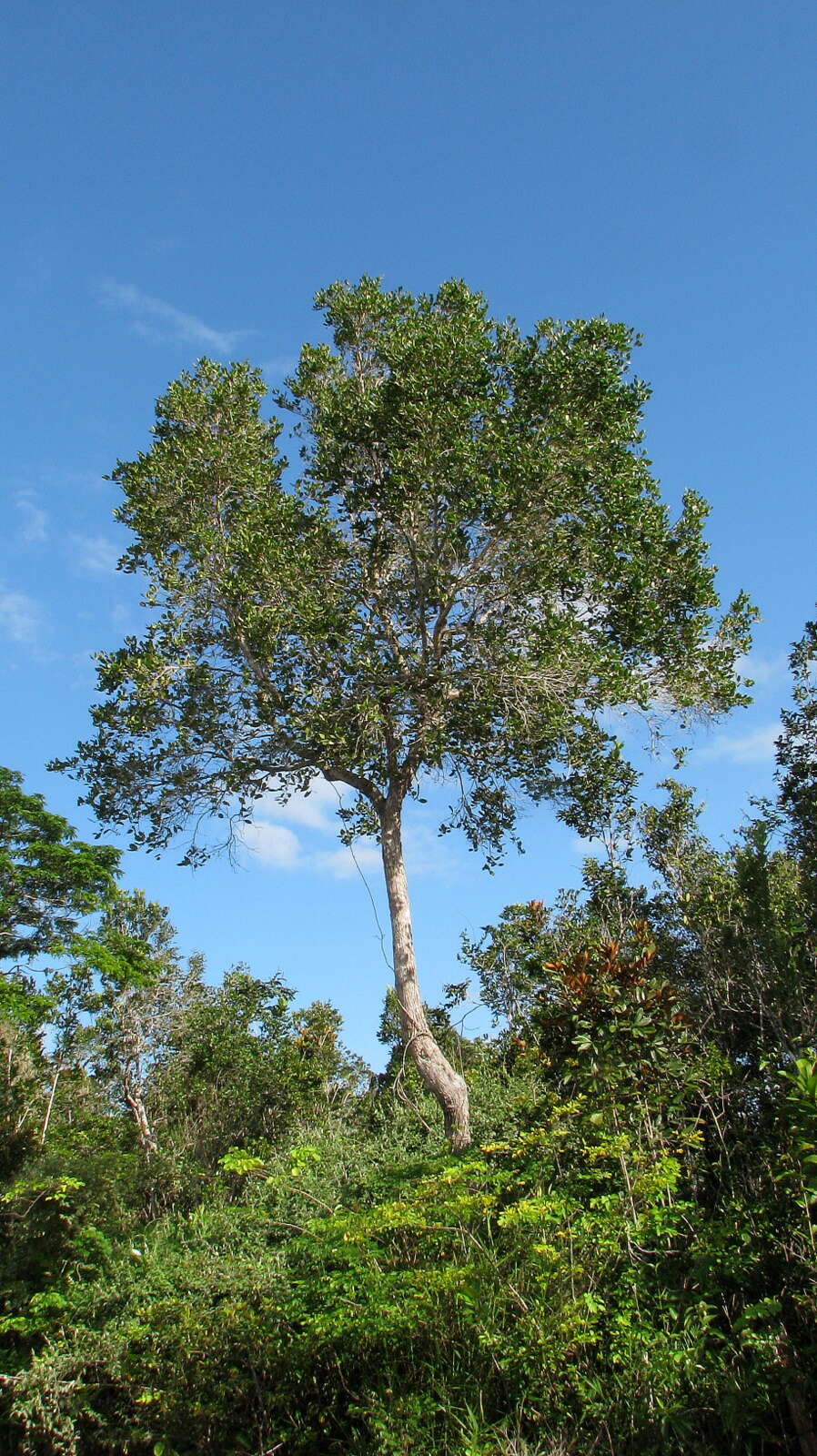 صورة Chaetocarpus