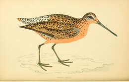 Image of Dowitcher