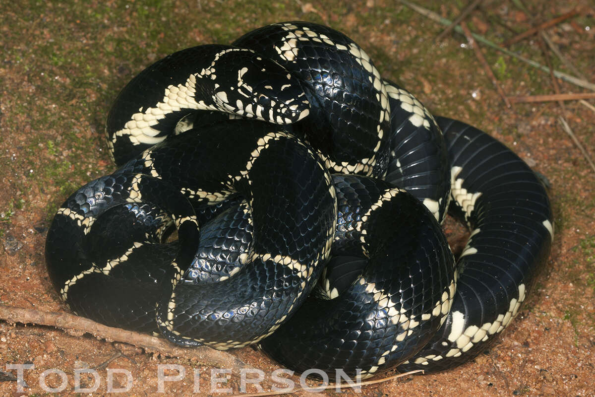 Image of Kingsnakes