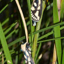 Image of An Australian species of Moth