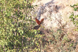 Image of Senegal Coucal